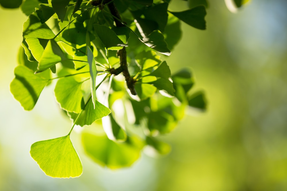 gingko biloba