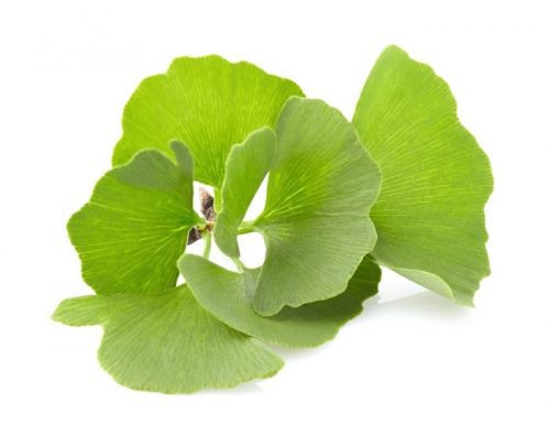 gingko biloba