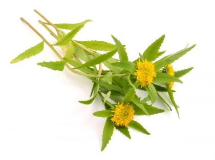 bienfaits de la rhodiola