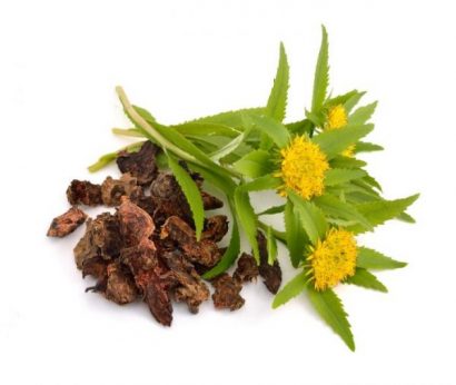 bienfaits de la rhodiola