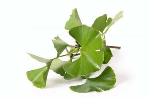 gingko biloba