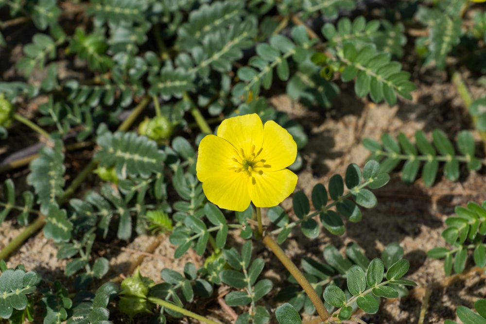 recherche tribulus