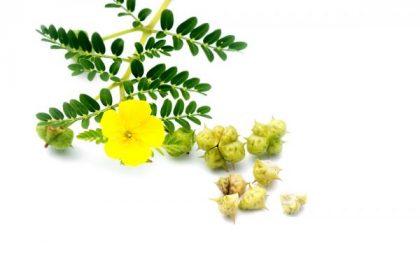 tribulus