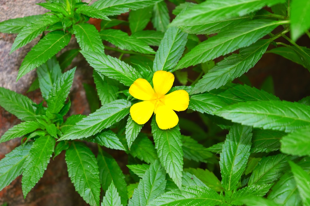 Damiana | Le guide des plantes