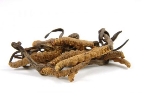 bienfaits du cordyceps sinensis