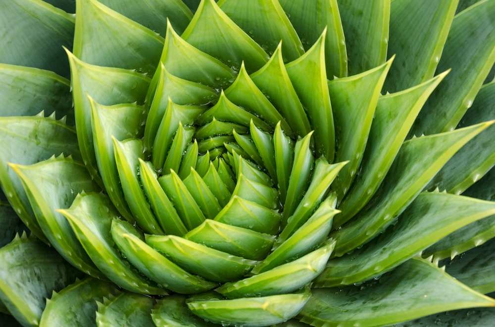 bienfaits de l'aloe vera