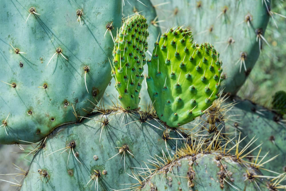 bienfaits du nopal