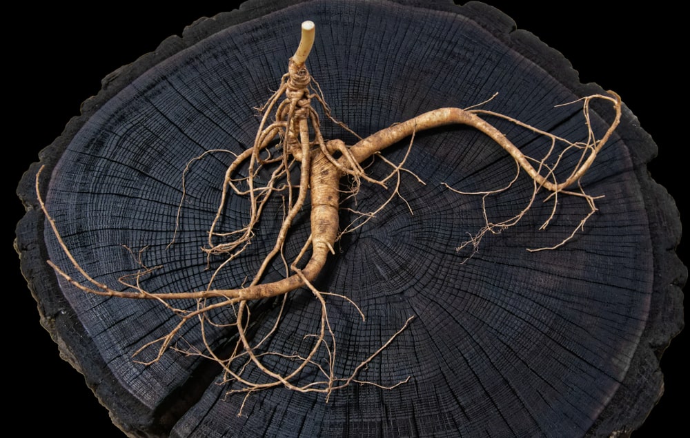 plantes et performances sportives