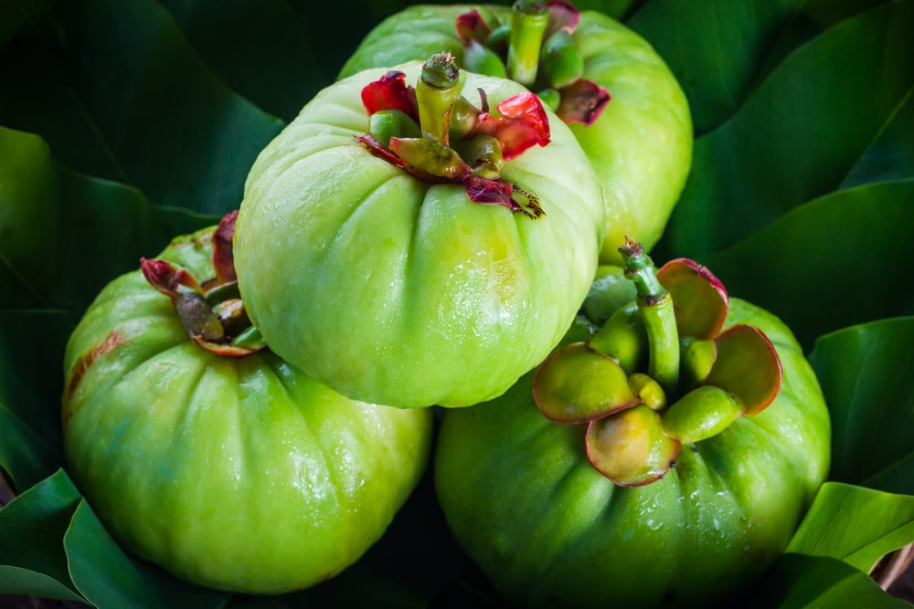 Garcinia Cambogia