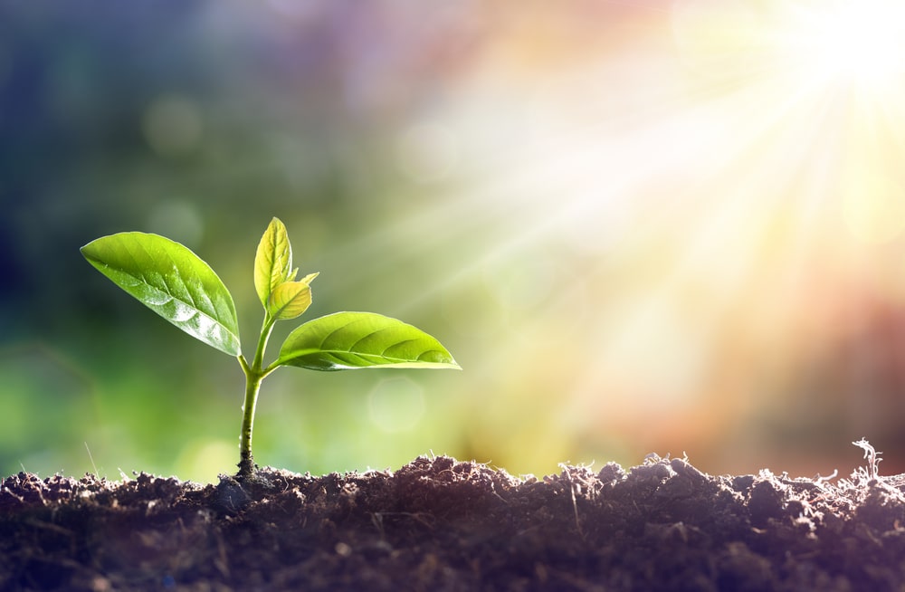 pouvoir des plantes