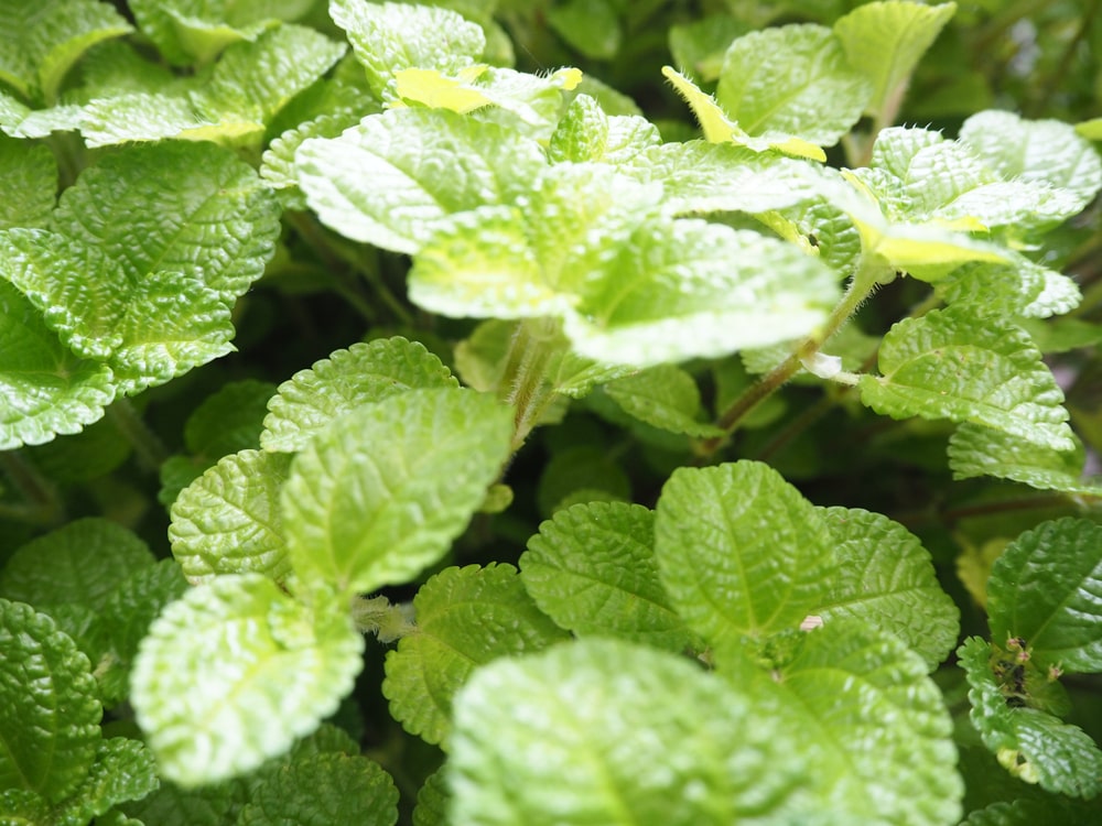 bienfaits de la menthe poivrée