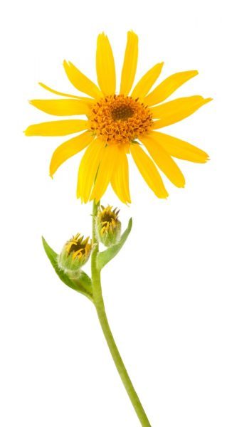 arnica