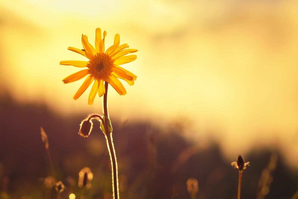 bienfaits de l'arnica