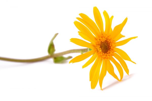 arnica