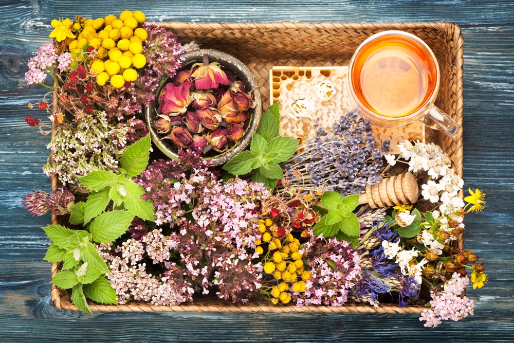 La phytothérapie, qu’estce que c’est ?  Le guide des plantes