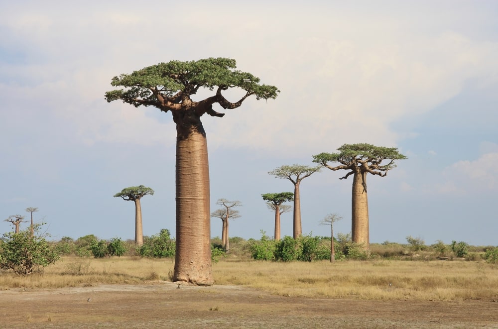 fruit du baobab