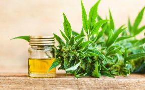 choisir une huile de cannabidiol