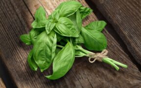 bienfaits du basilic
