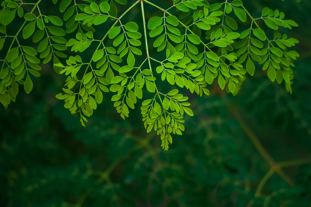 bienfaits du moringa