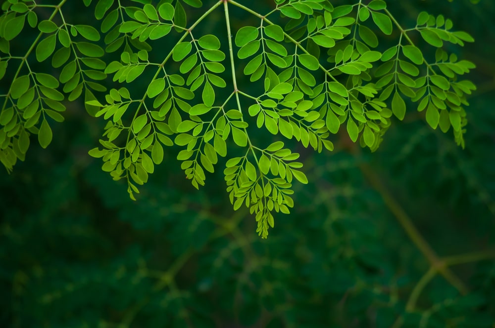 bienfaits du moringa